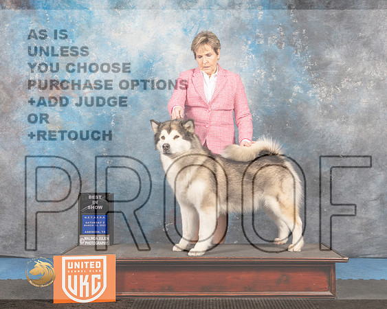 Alaskan Malamute #176 Sat2 BIS Judge Pam Moore_MMJ_6542_Addison2022_HR3