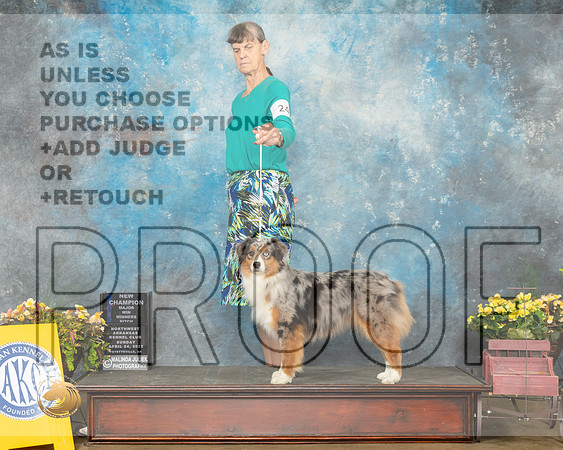 Miniature American Shepherd #24 Sun WBNCh Judge Jan Sigler-MMJ_1362-NWARK2022-HR3