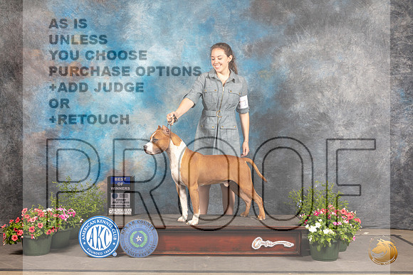 American Staffordshire Terrier #17 Sun WDBOw Judge Anne Bolus_MJ_0764_SA_2022_HR3
