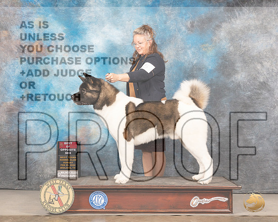 Akita #5 Sun BOS Judge Jim FehringMMJ_4979_Mdlnd2022_HR3