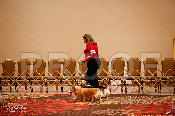 _JJ_7884-HstnCorgiFeb2015-HR3