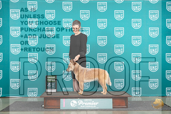 Australian Cattle Dog #112 Fri G3 Judge Stan Matsumato__JP_1849_Premier_2024_HR3