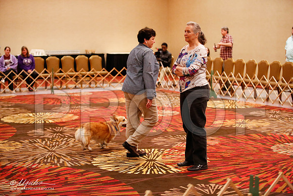 _JJ_8075-HstnCorgiFeb2015-HR3