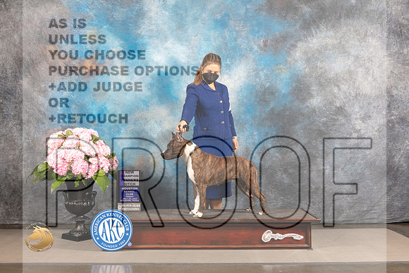 American Staffordshire Terrier #16 FRI WB NCH Judge Barbara Alderman_MJ_4859_Houston_2022_HR3
