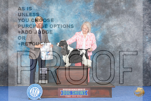 English Cocker Spaniel #9 WED SD Judge Douglas Johnson__JP_7133_Houston_2024_HR3