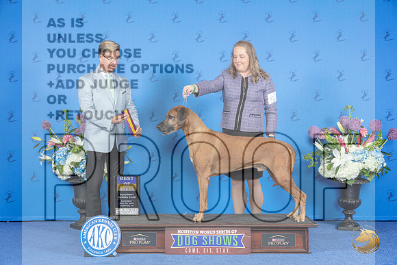 Rhodesian Ridgeback #5 SAT BOBV Judge Douglas Johnson__JP_9665_Houston_2024_HR3