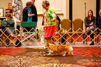 Sweeps 9-12 Puppy Dogs Rings