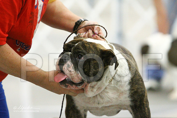 Bulldog-1652LR