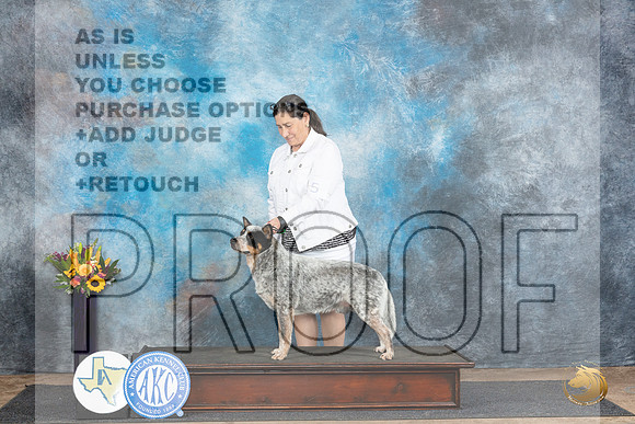 Australian Cattle Dog #5 Fri OHG4 Wade OHG4 Blum r__JP_0005_Abilene_2024_HR3
