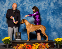 Rhodesian Ridgebacks #6 Sat BOB NC Bays Valerie Elaine Hudson Agent Kari Smith Judge Mr Gary L Andersen