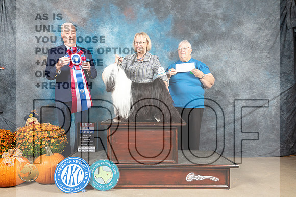 Tibetan Terrier #6 Sun BIS Judge Steve Keating_MJ_6877_Belton_2022_HR3