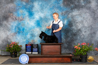 Scottish Terrier #? Fri BOS Judge Karen McFarlane Sun OHG3 Judge Karen McFarlane