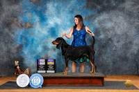 Black and Tan Coonhound Fri BOBWB r