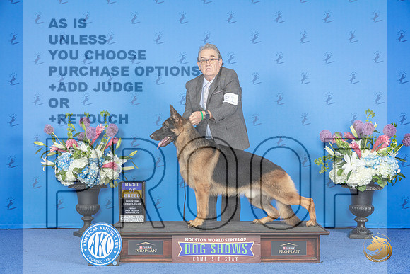 German Shepherd Dog #21 SAT BOB Judge Jamie Hubbard__JP_9762_Houston_2024_HR3