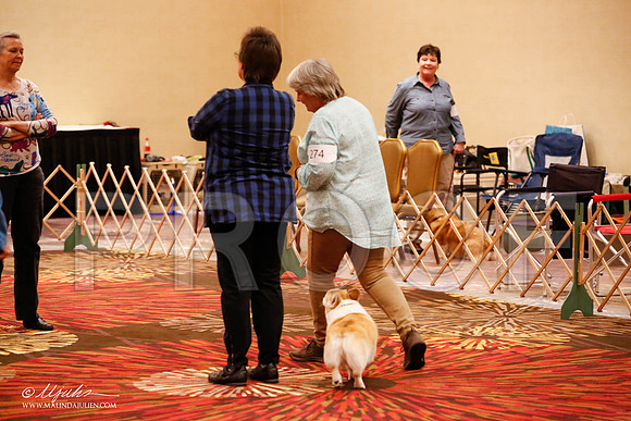 _JJ_8160-HstnCorgiFeb2015-HR3