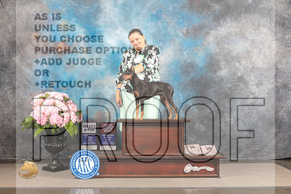 Manchester Terrier #32 FRI OHBOB Judge Jeffery Bazell_MJ_5198_Houston_2022_HR3