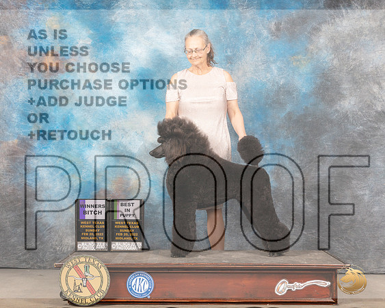 Poodle Std #6 Sun WBBP Judge Barbara AldermanMMJ_5041_Mdlnd2022_HR3