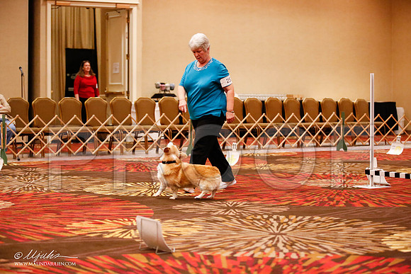 _JJ_7266-HstnCorgiFeb2015-HR3