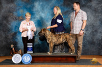 Boerboel #6 Fri G4 Judge Karen Hynek