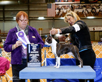 Boston Terrier #17 Fri BOW Maj +A1