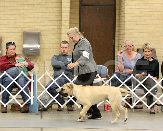 9-12PupSweeps-6907