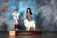 American Eskimo #255 Sat BOW Judge Nancy Gallant