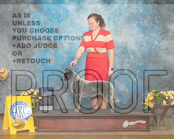 Australian Cattle Dog #6 Thur WBBOWBOS Judge Betty Pollock-MMJ_8696-NWARK2022-HR3