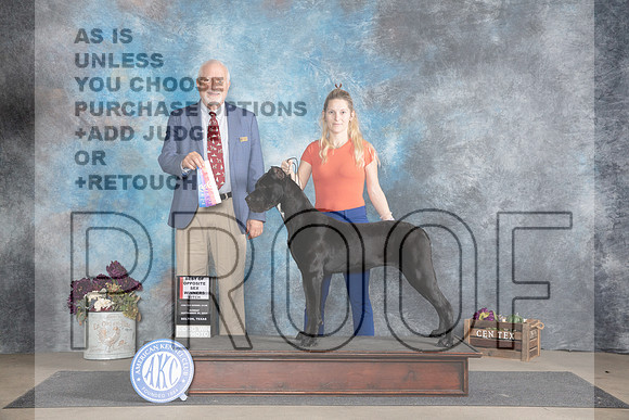 Cane Corso #6 Sun WBBOS Judge Eric Liebes__JP_7813_Belton_2024_HR3