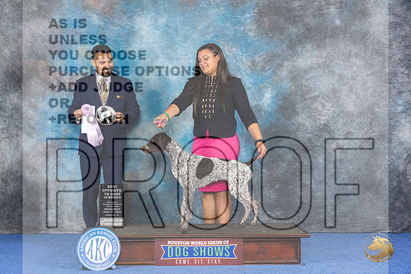 German Shorthaired Pointer #40 WED BOPSw Judge Joao Machado__JP_7195_Houston_2024_HR3
