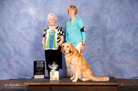 Golden Retreiver #23 HC +A1