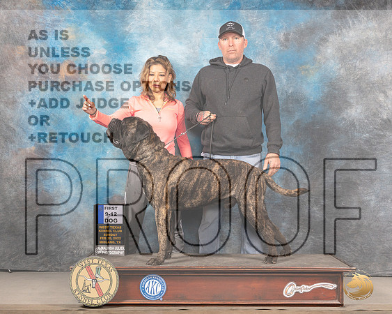 Bullmastiff #17 Sun 6to91st Judge James FehringMMJ_4926_Mdlnd2022_HR3