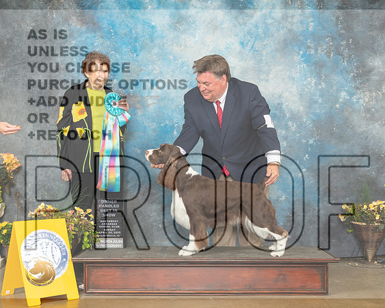 English Springer Spaniel #8 Sun OHBIS Judge Laurie Telfair-MMJ_1897-NWARK2022-HR3