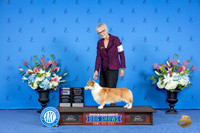 Pembroke Welsh Corgi #11 SAT WD BOBOH Judge Jamie Hubbard r