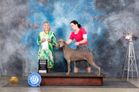 Weimaraner #6 Sun G4 Judge Jill Warren
