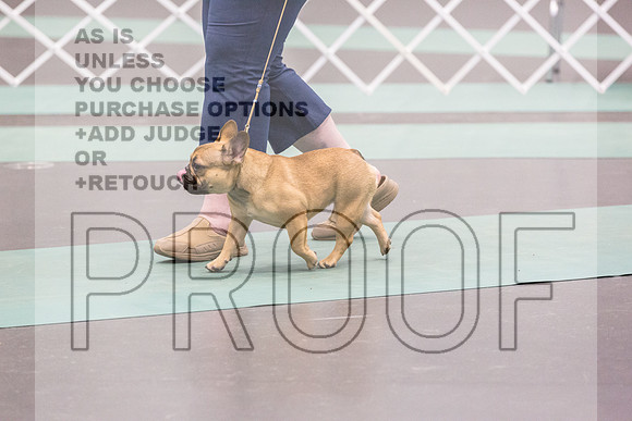 French Bulldog Rings Fri Ring 1_JJL_7087_UKCLNGVIEWOCT2024_2024_HR3
