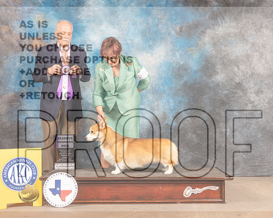 Pembroke Welsh Corgi #41 Fri RWD Judge David Guempel-MMJ_7622-FW2022-HR3