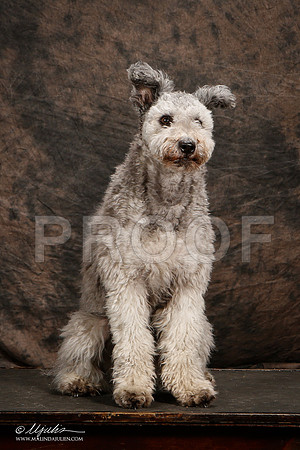 _ST_3964-2-Pumi-HR3