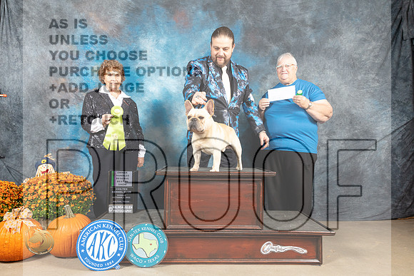 French Bulldog #11 sun OHRBIS Judge Donnell Richards_MJ_6936_Belton_2022_HR3