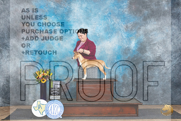 American Hairless Terrier #7 Fri PBOBPG3 Judge Janet Parcel__JP_9334_Abilene_2024_HR3