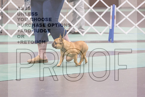 French Bulldog Rings Fri Ring 1_JJL_7079_UKCLNGVIEWOCT2024_2024_HR3