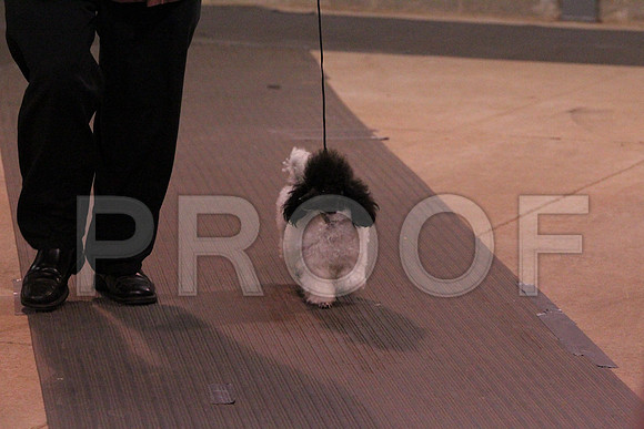 ToyPoodleCCL_1313LR