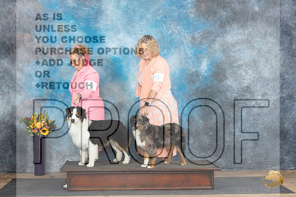 Miniature American Shepherd #9 see card__JP_0060_Abilene_2024_HR3