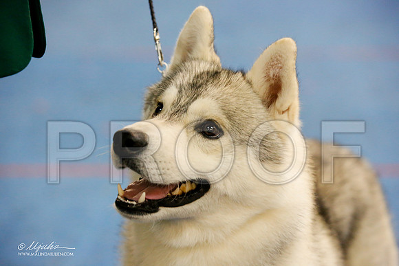 _M3_0011-AddisonHuskyMar2015-HR3