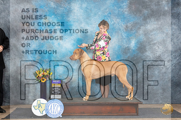 Rhodesian Ridgeback #5 Fri BOB Judge Rick Gschwender__JP_9305_Abilene_2024_HR3