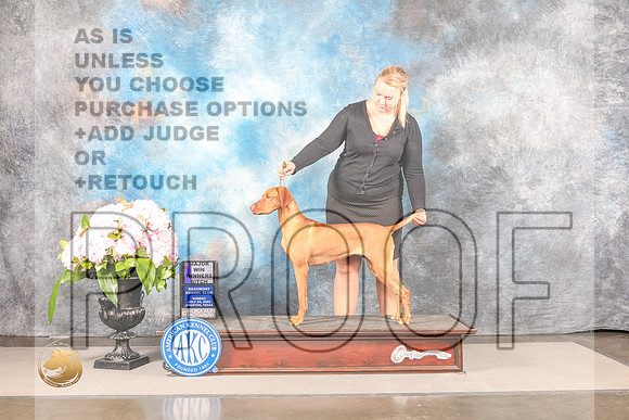 Vizsla #44 SUN WB Major Judge Barbara AldermanVizsla #44 SUN WB Major Judge Barbara Alderman_MJ_8151_Houston_2022_HR3_Houston_2022_HR3