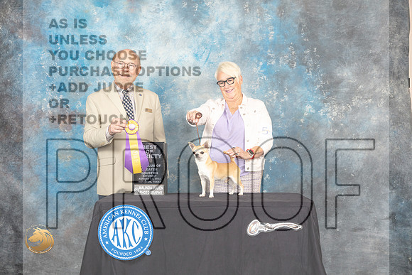 Chihuahua Smooth Coat #5 Sta BOV Judge Tim Robbins_MJ_0123e_Hstn Toy_2022_HR3