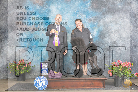 Poodle Std #28 Fri BOV Judge Dale Martenson__JP_4274_San Antonio_2024_HR3