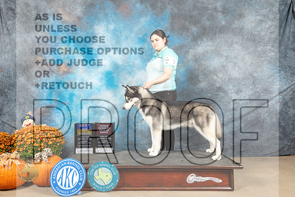 Siberian Husky #12 Sat BOOHBOB Judge Shelley Hennessey_MJ_5907_Belton_2022_HR3