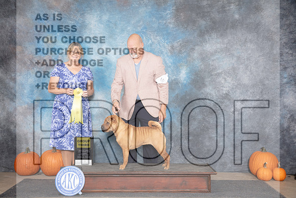 Chinese Shar Pei #6 Sat G3 Judge D. Brown__JP_8804_Humble_2024_HR3