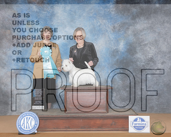 West Highland White Terrier #6 sat OHBIS Judge Marie FalconerWest Highland White Terrier #6 sat OHBIS Judge Marie Falconer_WP_0501e-NRKC2025-HR3